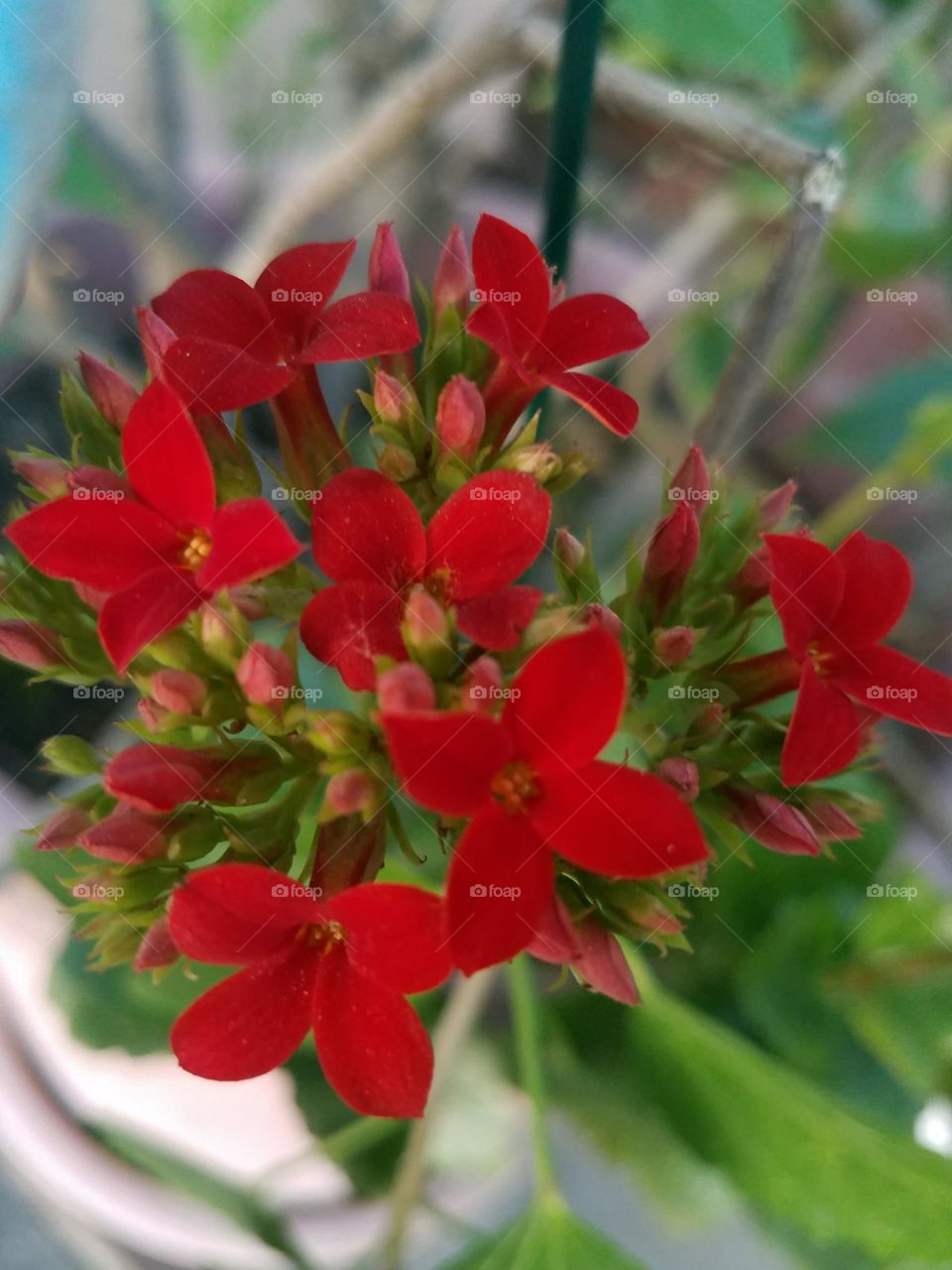 red flowers.