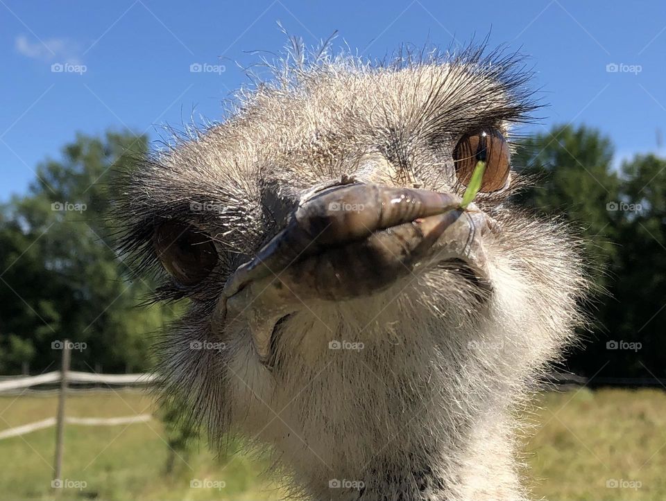 Close-up picture of an ostrich staring at me :-)