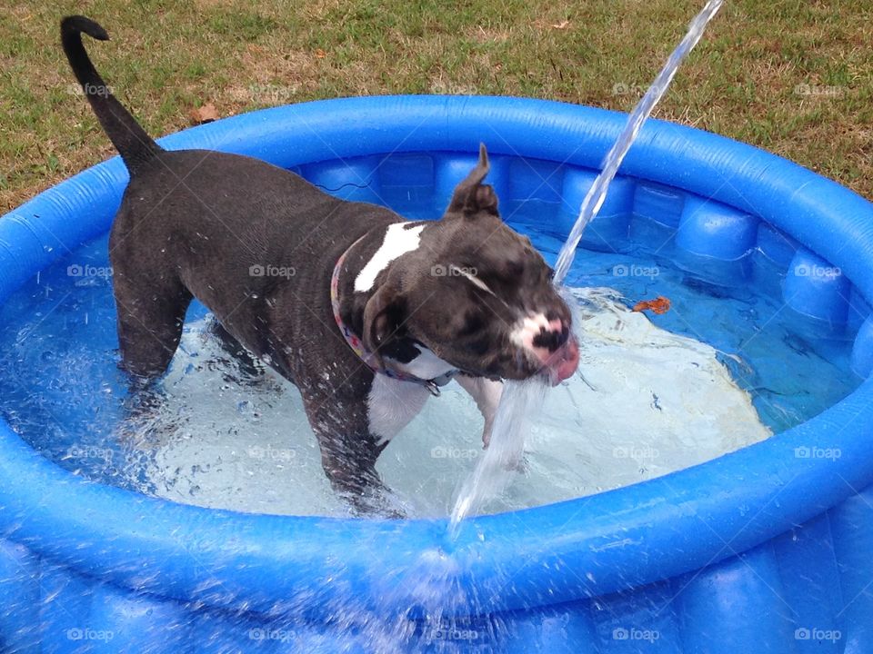 Pit bull in the pool
