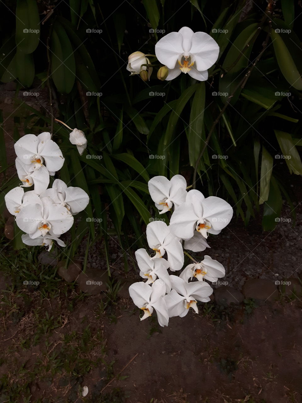 Sabah orchids