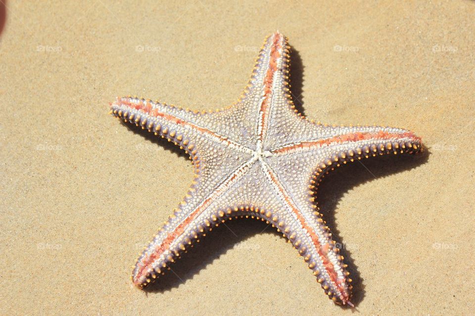 starfish