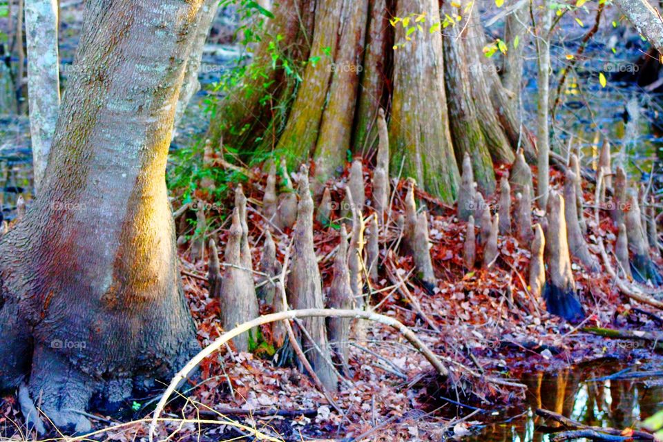 Close-up cypress tree trunk