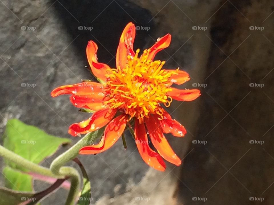 Flor laranja linda natureza 