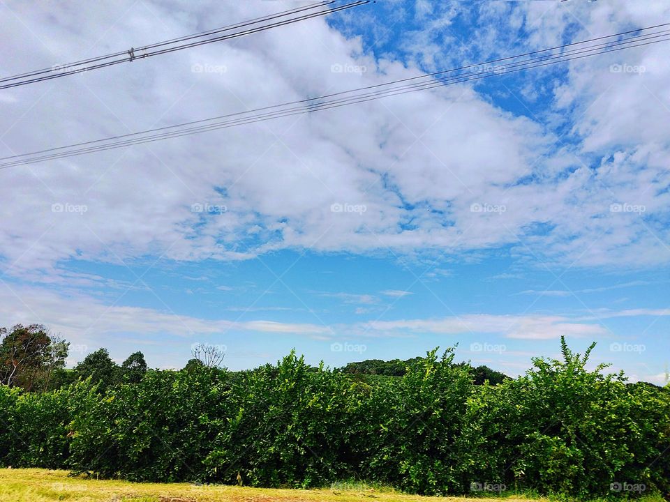 The rural roads in the interior of Brazil are beautiful, with unique landscapes, including plantations typical of each location. The photo highlights the work of growing a delicious citrus fruit, the lemon.