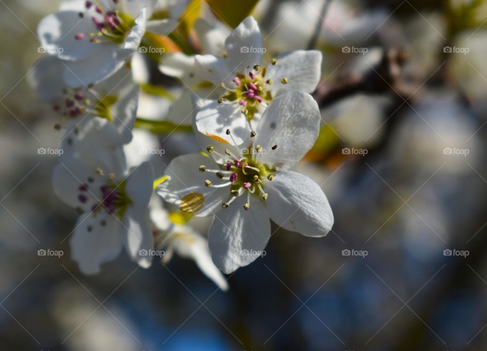 Flowers blossoming on a beautiful tree