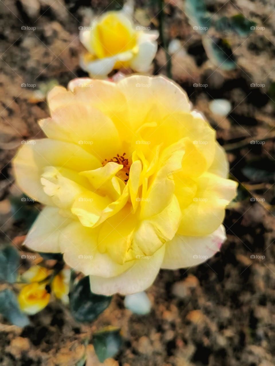 That rose is blooming beautifully in that patch! 🌹 It looks so vibrant and lovely!