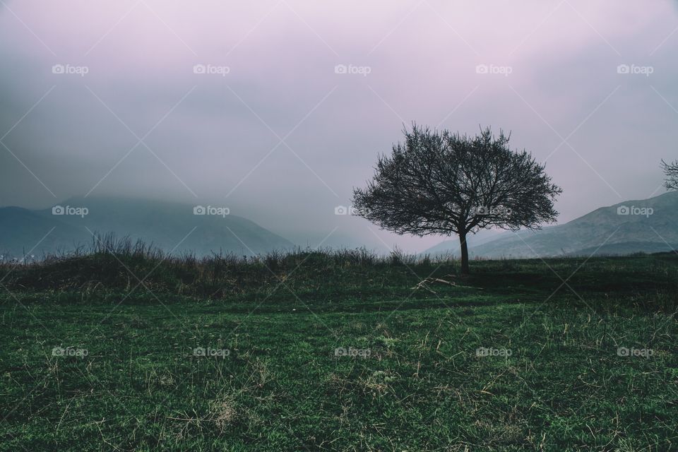 Lonely tree landscape