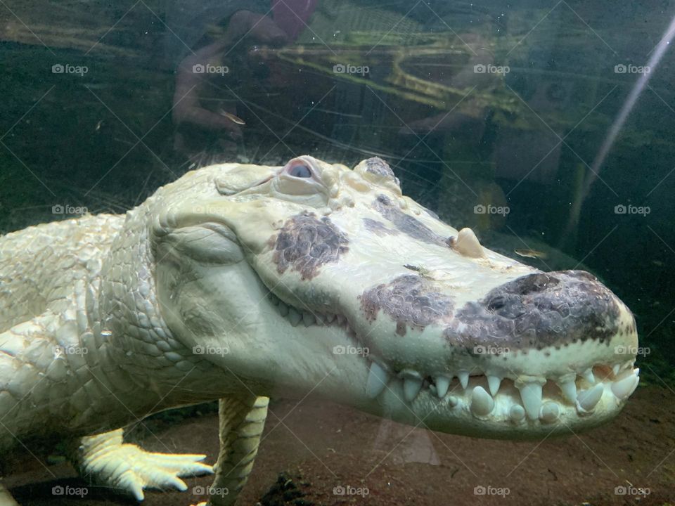 Close up of the albino (I believe) alligator at the Now Orleans Audobon zoo! He was very old.
