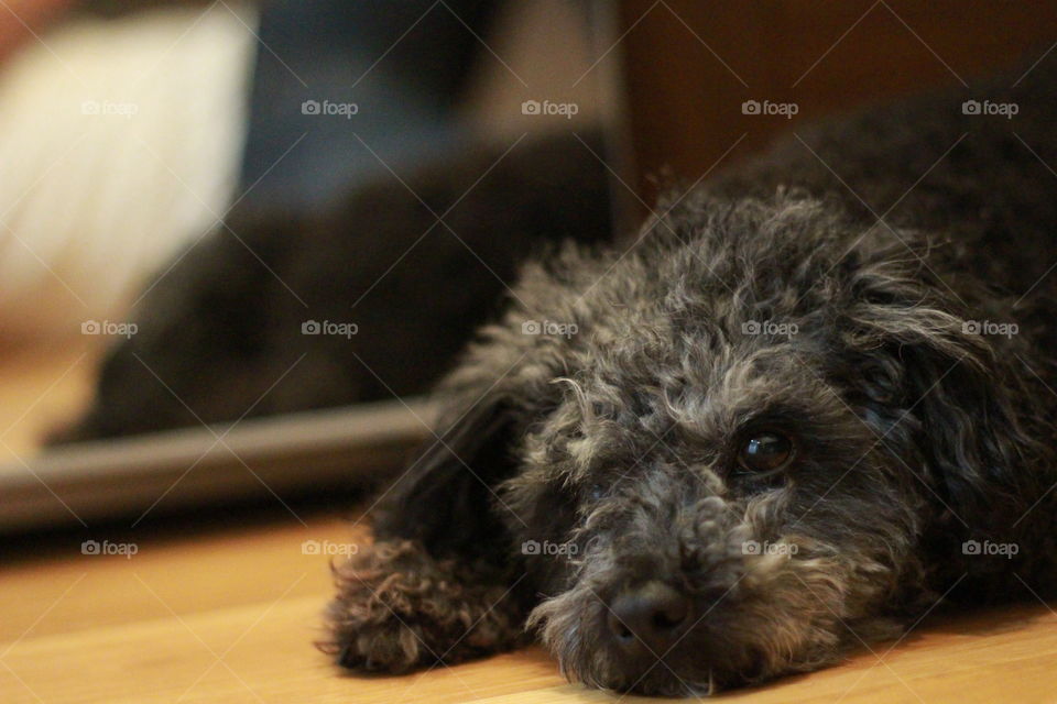 BOEING DOG