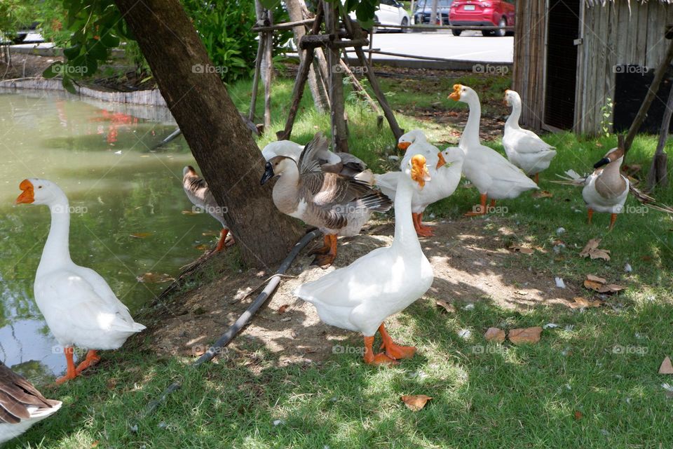 lion head goose walking with friends on the lawn by the water.