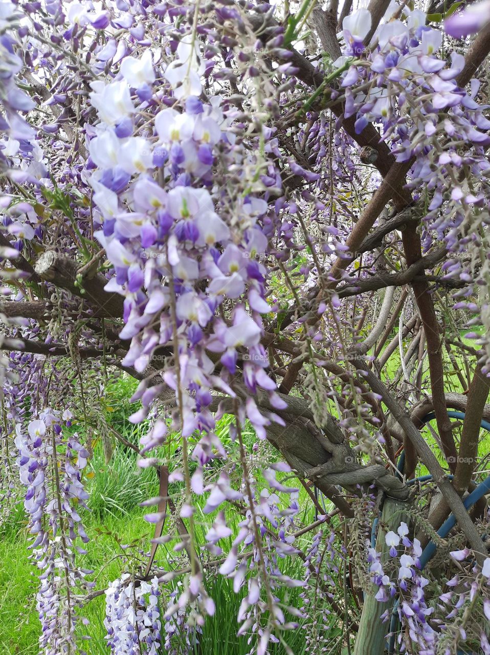 visteria lavender flowers