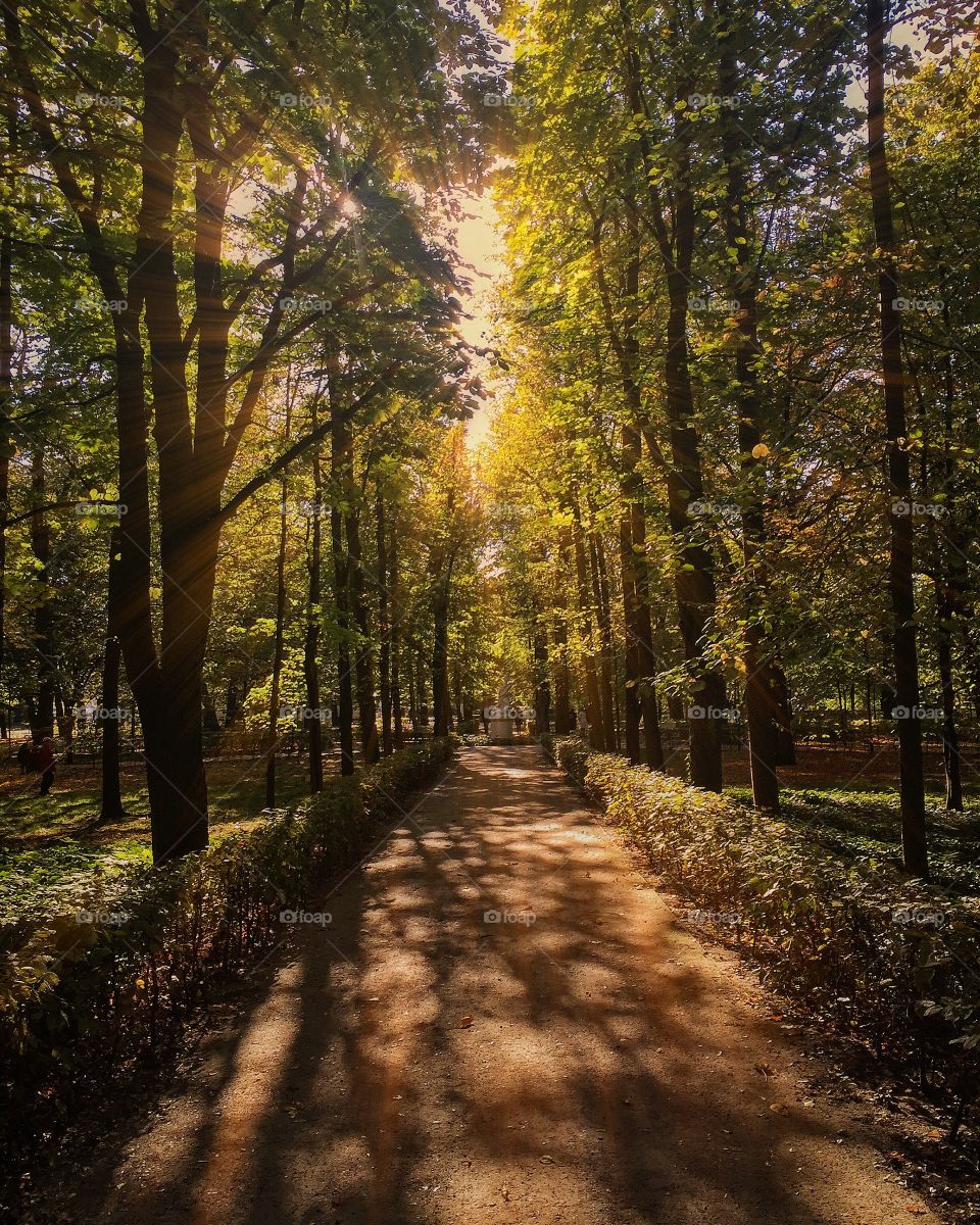 View of footpath in park