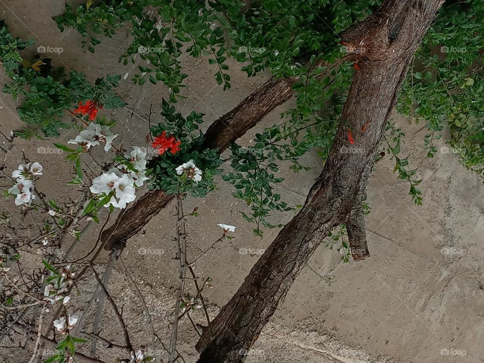 Florissant ammand trees