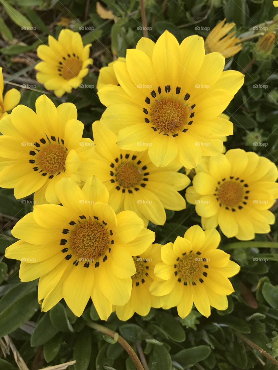 Beautiful yellow daisy flowers