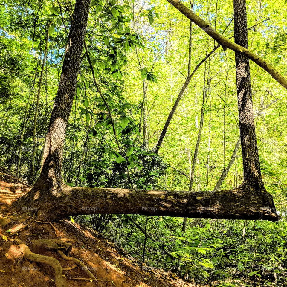 Tree Bench