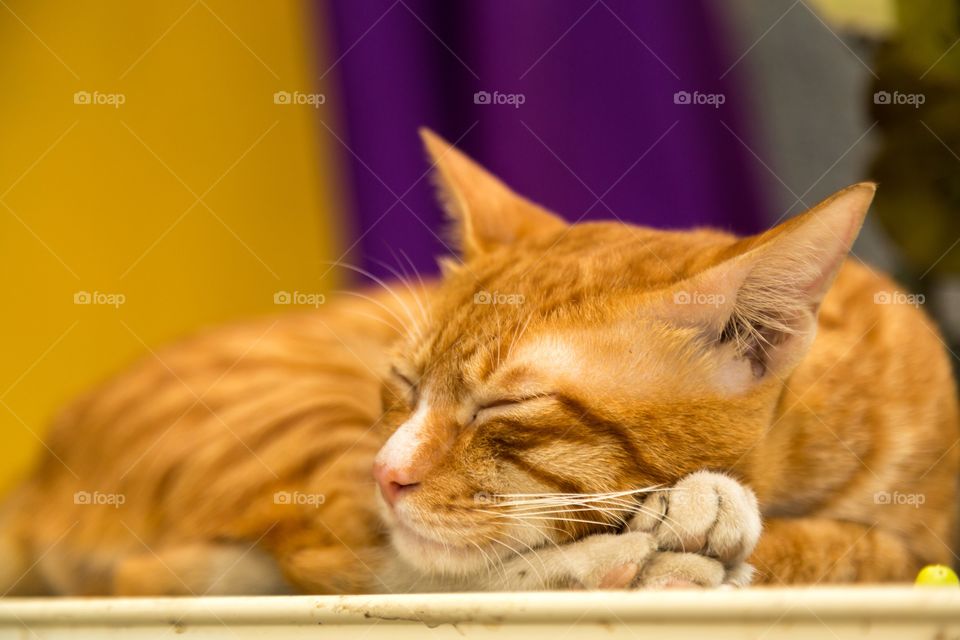 Cat having a enjoyable nap. Orange cat sleeping head over paws. Background out of focus. Colorful background