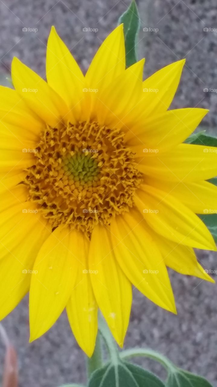 Vibrant Yellow Flower