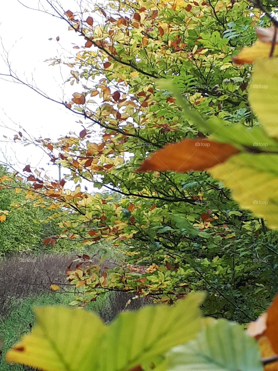 Leaf, Nature, Fall, Tree, Flora