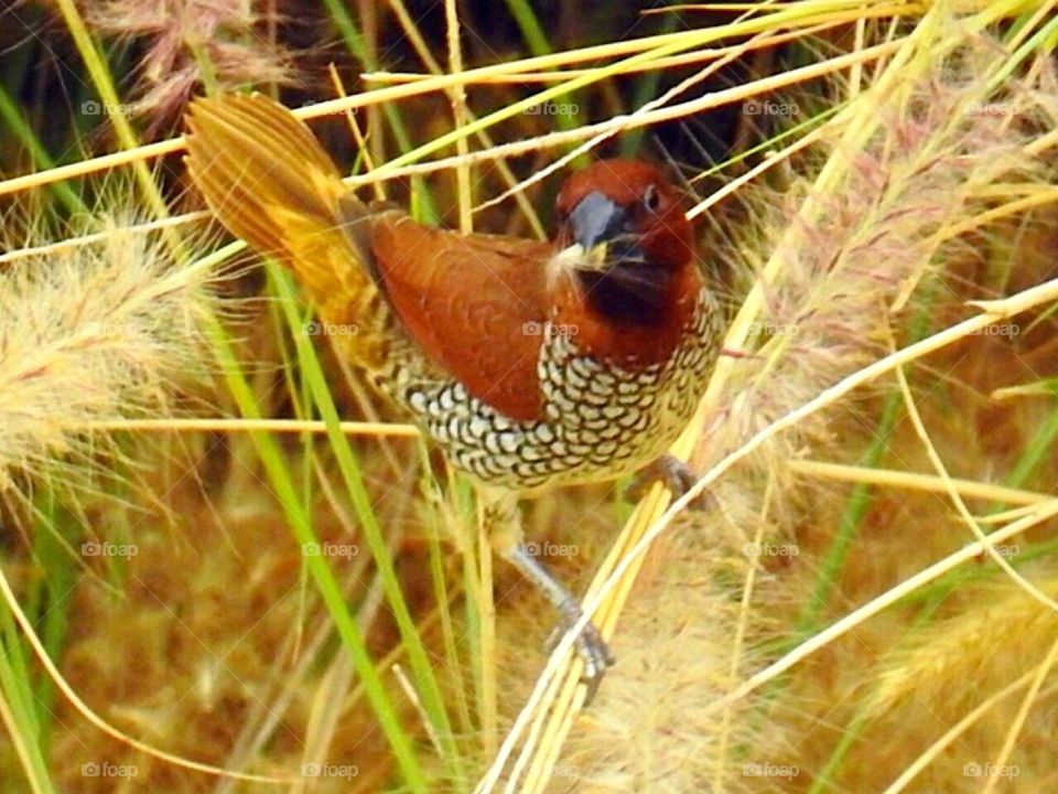Bird- Scaly -Breasted Munia