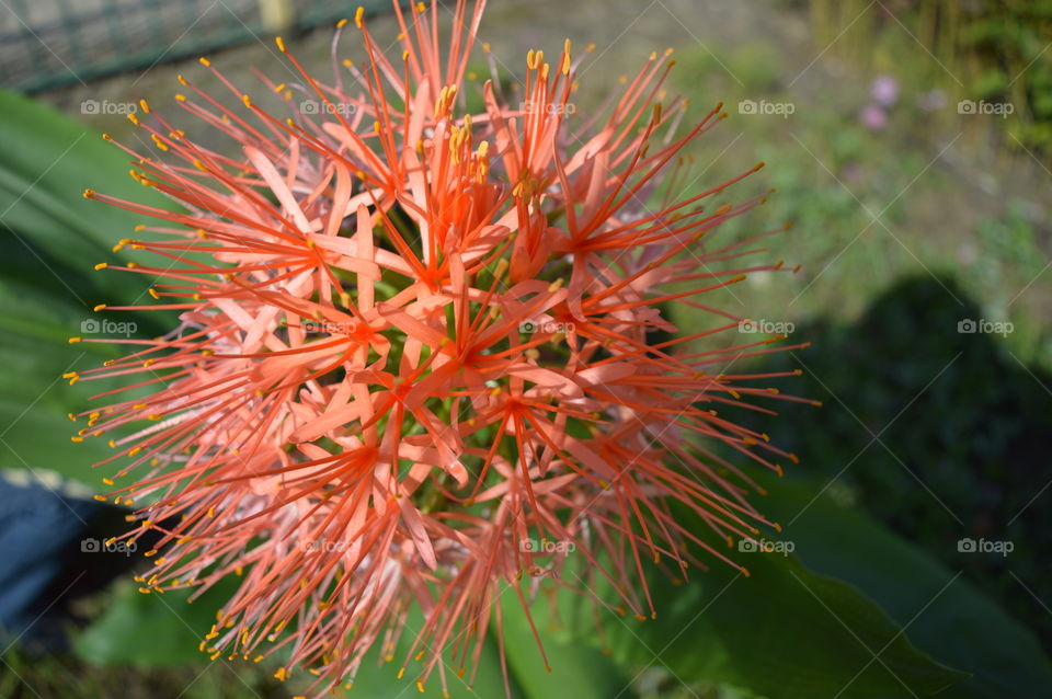 flower in macro