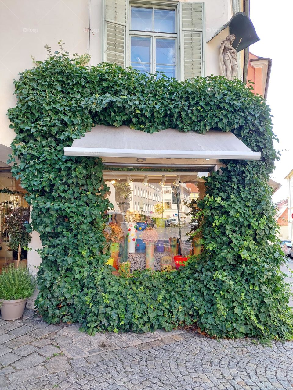 The ivy that framed the flower shop  window.  City scape in Graz. Austria