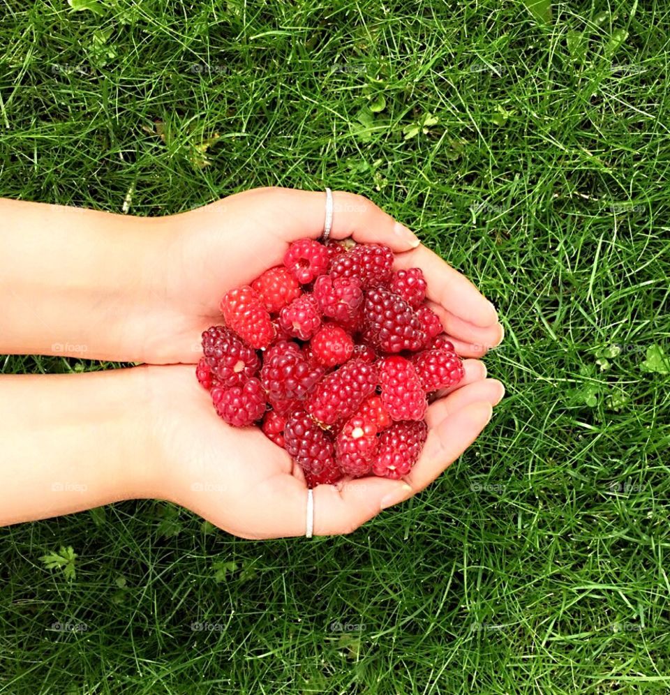 Homegrown Raspberries 