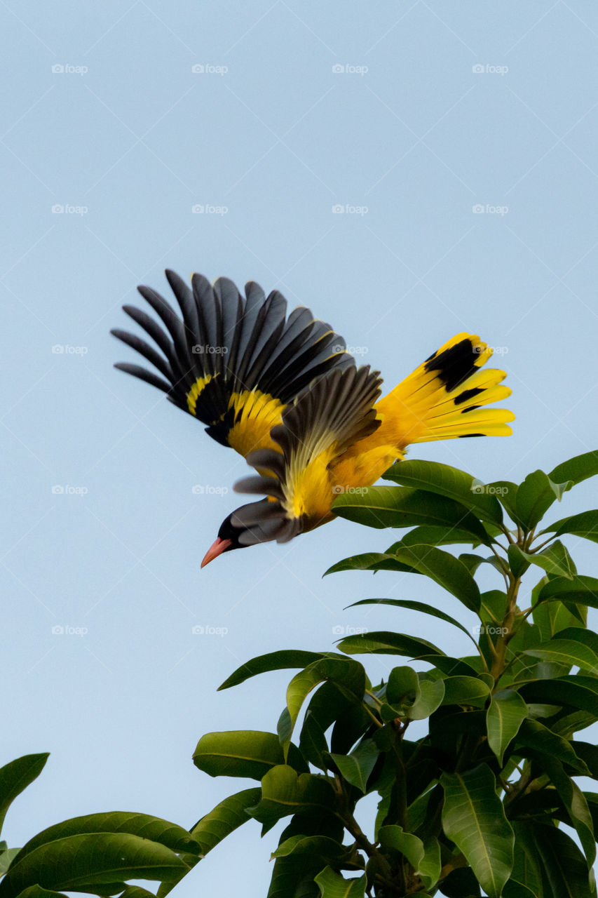 The black-hooded oriole is a member of the oriole family of passerine birds and is a resident breeder in tropical southern Asia from India and Sri Lanka east to Indonesia. It is a bird of open woodland and cultivation.