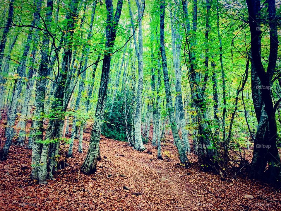 Hiking in the forest 