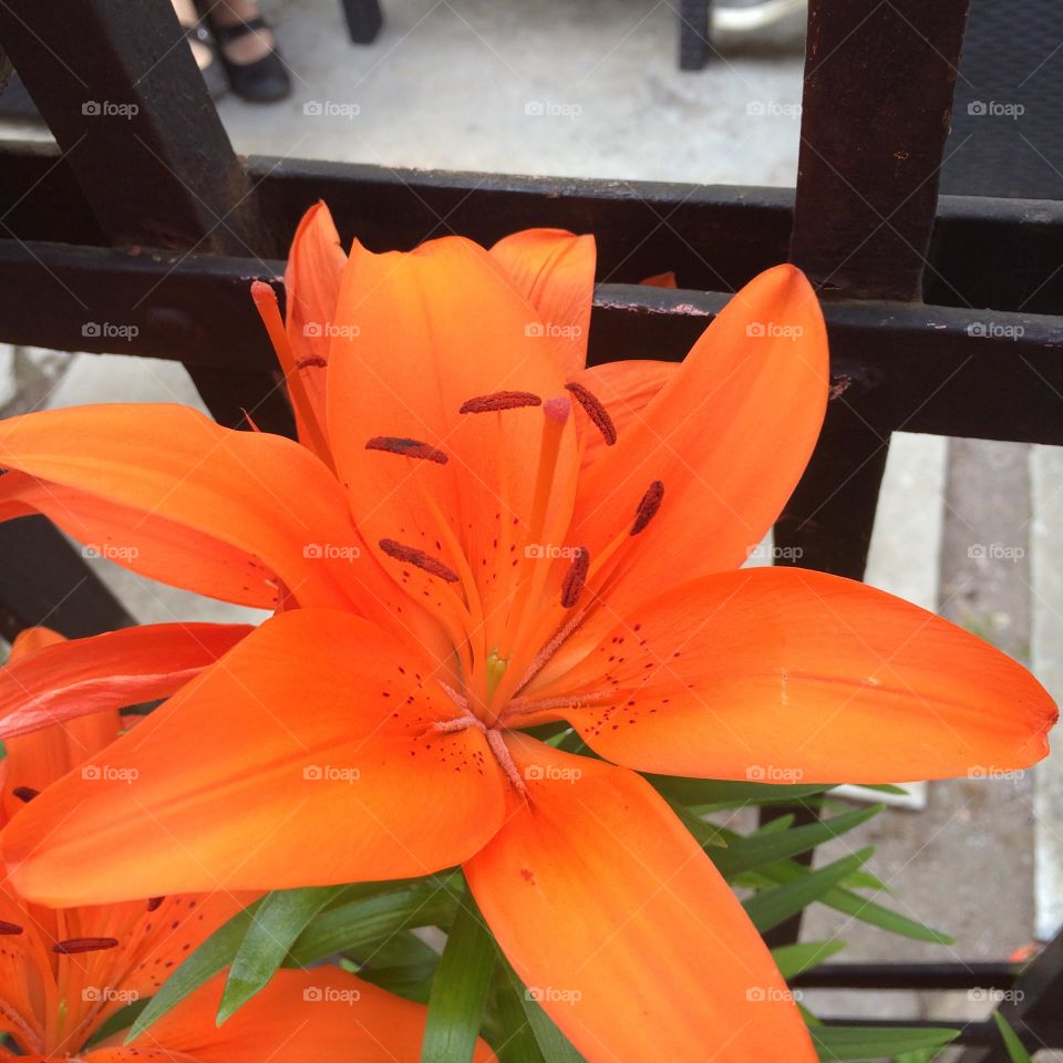 Bright orange flower