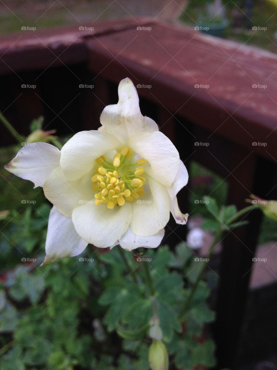 First Columbine Blossom Of Spring