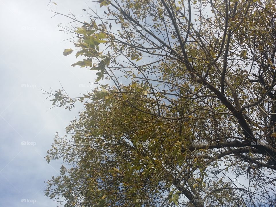Leafy Tree Tops