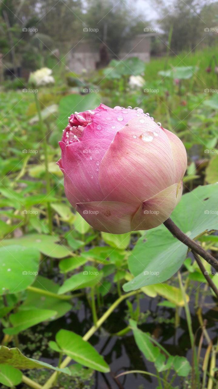 Lotus After rain