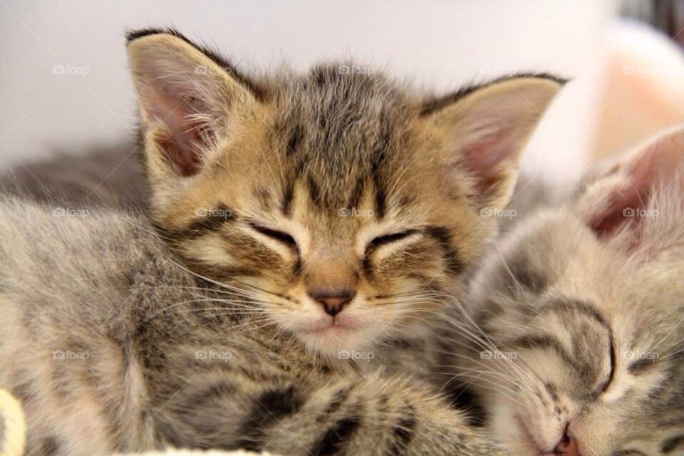 Kitten Asleep