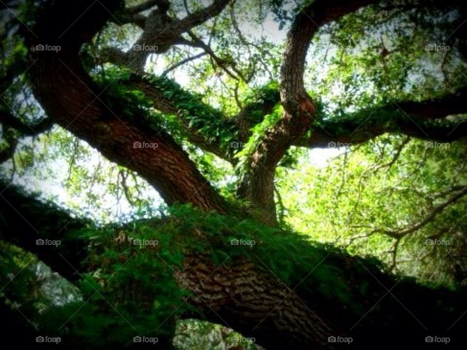 Fern Covered Live Oak