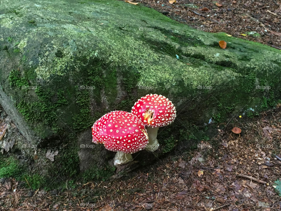 Two red toadstools in forest.