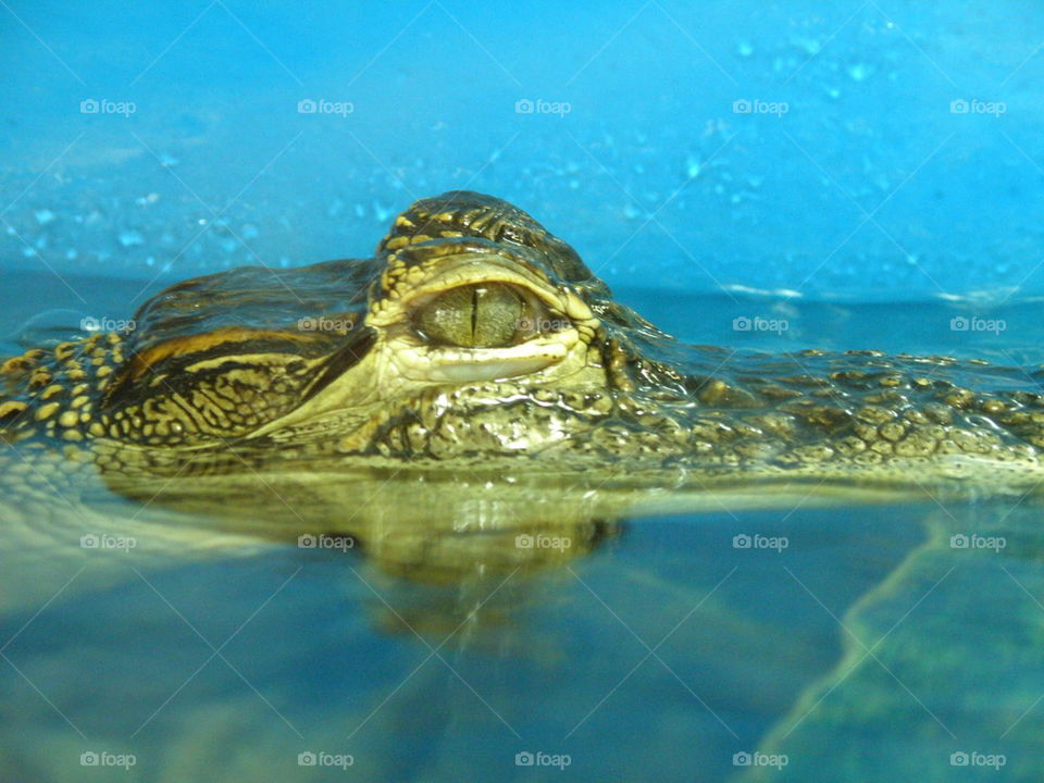 Side view of alligator watching