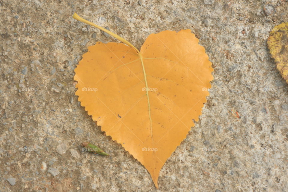 Yellow leaf heart