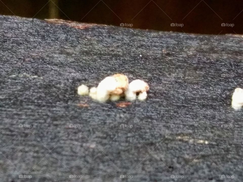 tiny fungus on wood
