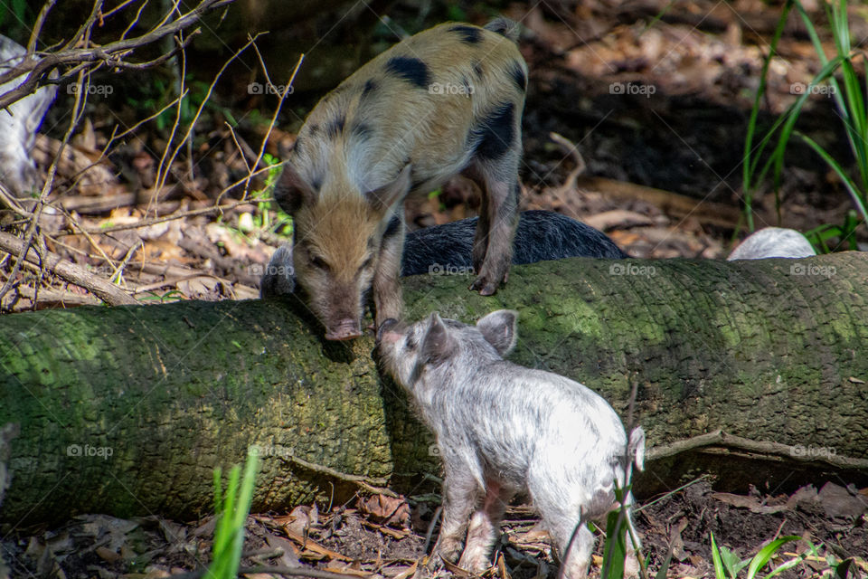 How did you get up there