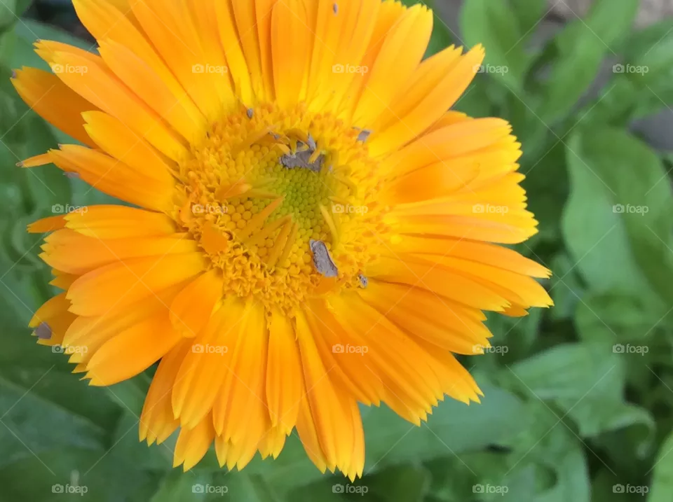 Flower