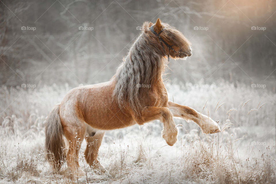 Tinker horse (Gypsy cob)   in an winter forest