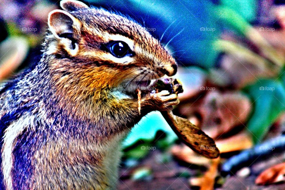 Chipmunk eating