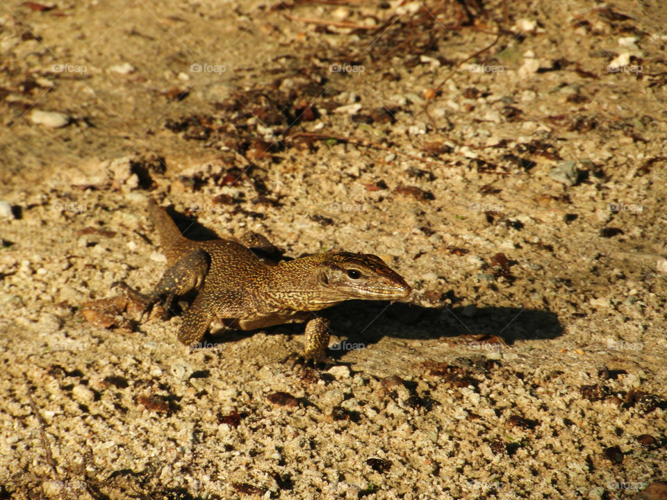 Monitol lizard walking through sand in sunset light