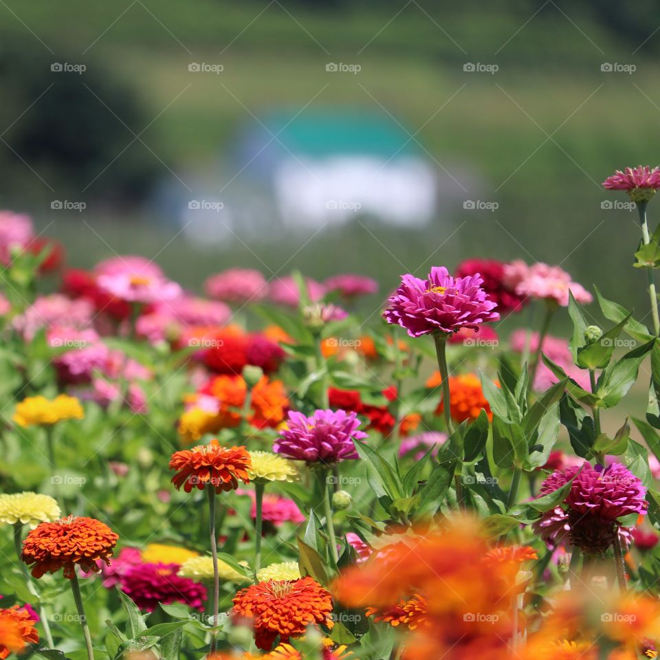 garden full of zinnias