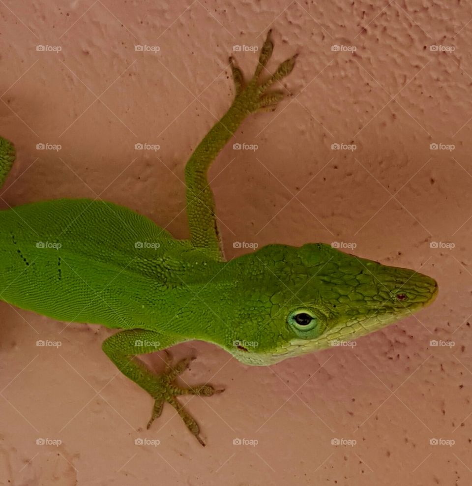 Green Florida Lizard