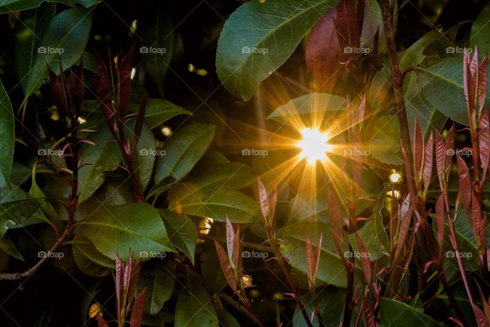 Leaves in backlight, sunlight through a photinia plant