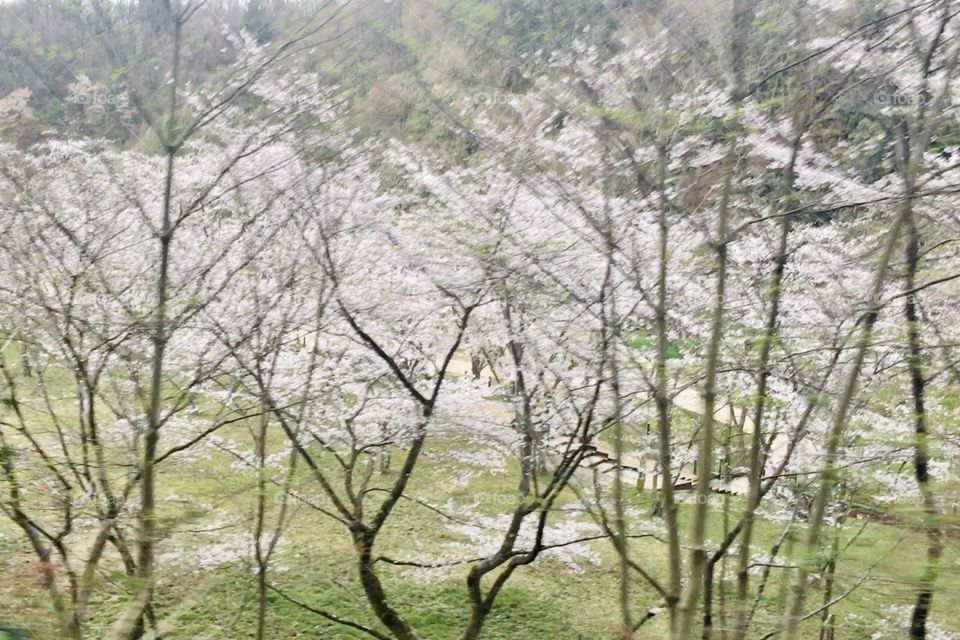 Cherry blossom trees 
