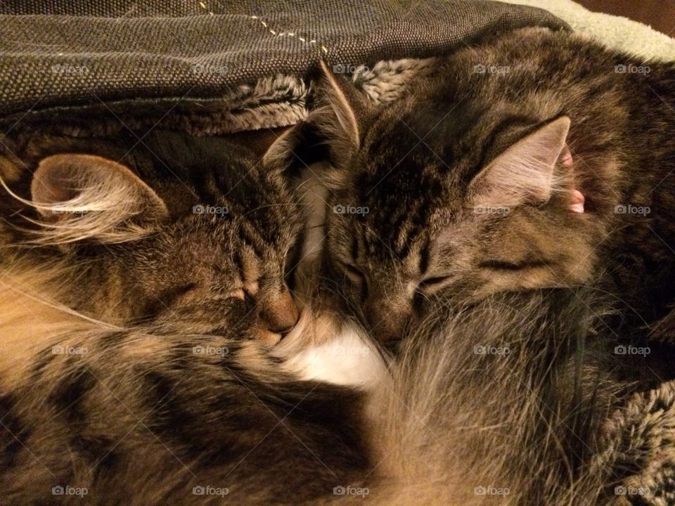 Cat, Sleep, Mammal, Kitten, Fur