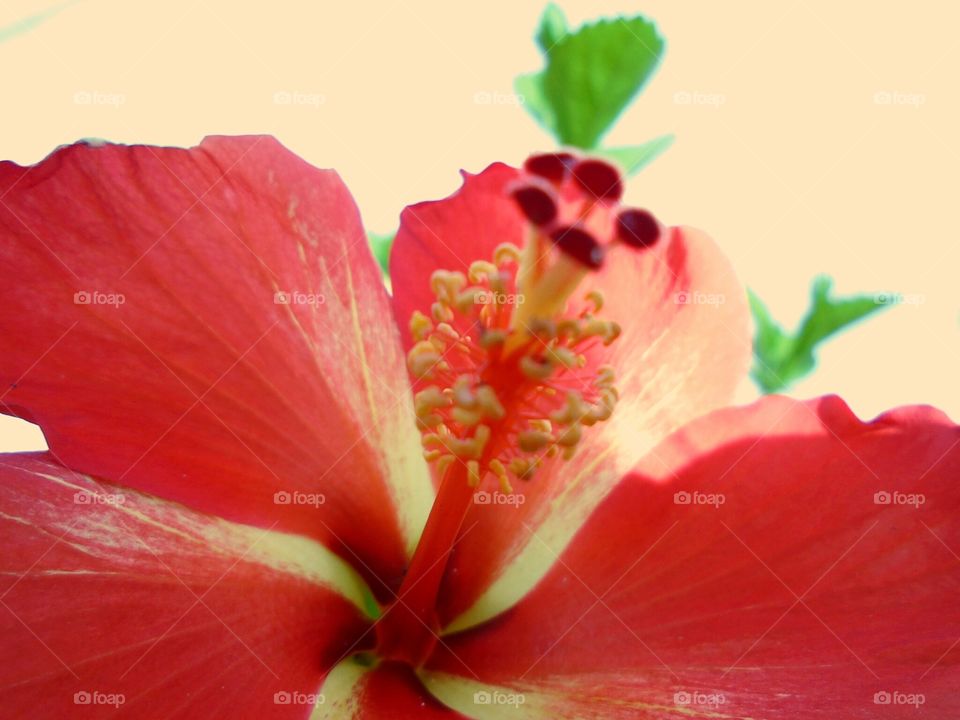 red flower