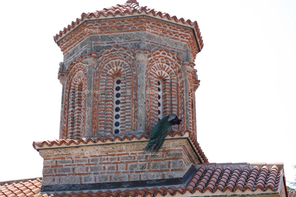 peacock on a church top